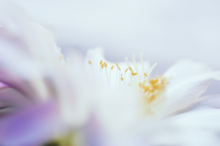 Macro image of beautiful cactus flower. Small depth of field.の写真素材