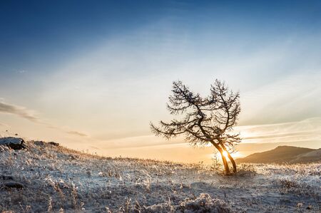 Two beautiful trees in the mountains at sunset. Winter landscapeの写真素材