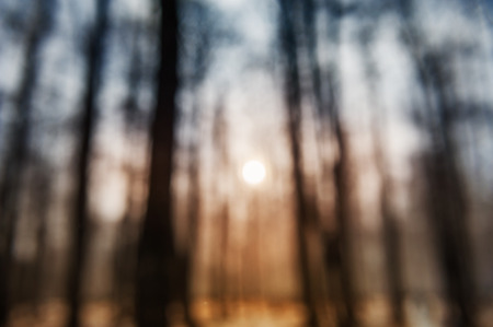 Sunset in winter forest as blurred backgroundの写真素材