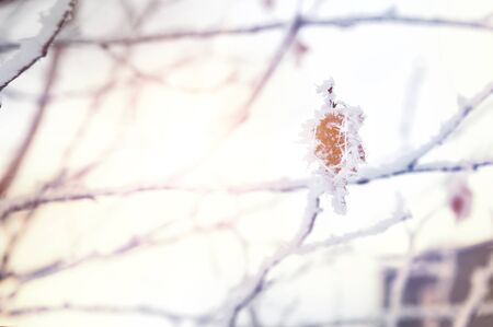 Hoarfrost and snow on the trees in winter forest. Beautiful winter nature. Small depth of sharpnessの写真素材