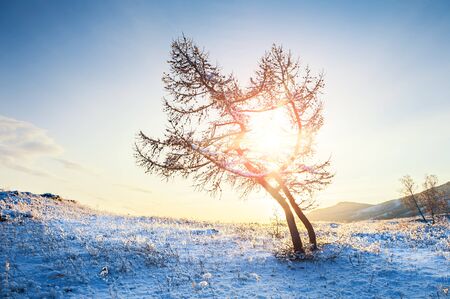Two beautiful trees in the mountains at sunset. Winter landscapeの写真素材
