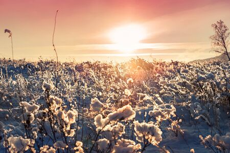 Winter nature at sunset. Snow-covered plants on the mountain. Beautiful winter landscape. Vintage filterの写真素材