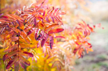 Red leaves of rowan-tree in the forest. Autumn landscape. Small depth of sharpnessの写真素材