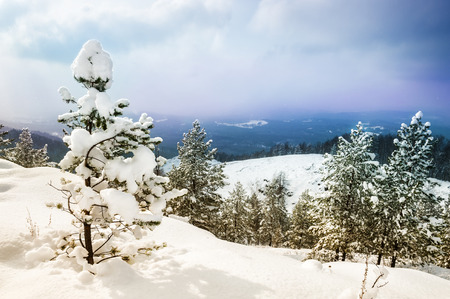 Beautiful winter landscape with pine in winter forestの写真素材