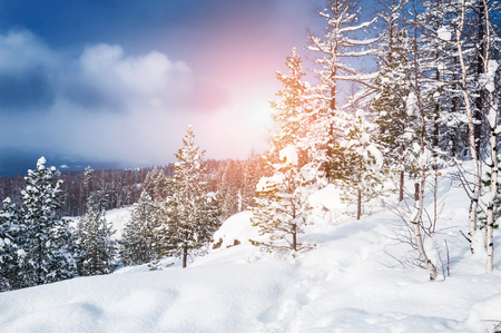 Beautiful winter landscape with pine in winter forestの写真素材