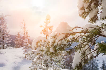 Beautiful winter landscape with pine in winter forestの写真素材