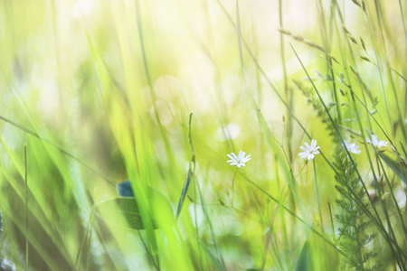 Wildflowers and green grass in the field. Blurred floral background.の写真素材