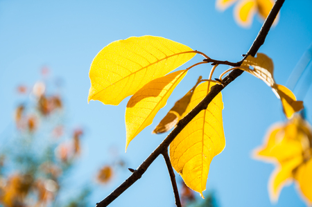 Yellow autumn leaves against the blue sky. Beautiful nature background. Macro image with small depth of fieldの写真素材