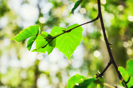 Green spring leaves. Blurred nature background.の写真素材