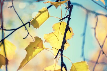 Yellow autumn leaves against the blue sky. Beautiful nature background. Soft focus. Vintage filterの写真素材