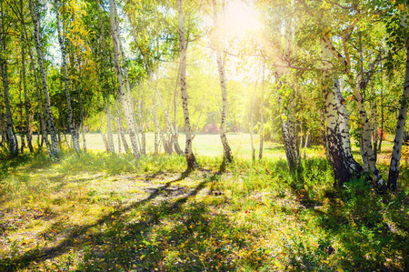 Green birch forest in the sunshine. Beautiful summer landscapeの写真素材
