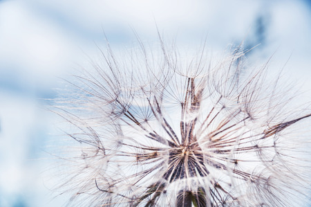 Big beautiful dandelion. Nature background. Macro image with small depth of fieldの写真素材