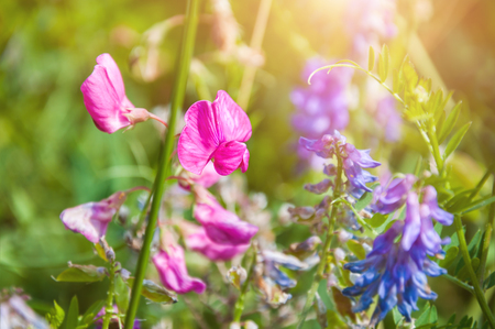 Wild flowers on the field. Beautiful summer background. Small depth of fieldの写真素材
