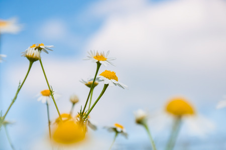 Daisies in the field. Flower background. Small depth of fieldの写真素材