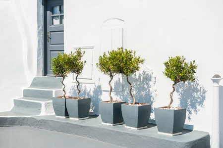 Decorative trees on the street in Fira town. White architecture on Santorini island, Greece.のeditorial素材