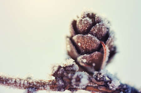 Hoarfrost on the fir cone. Macro image with small depth of fieldの写真素材