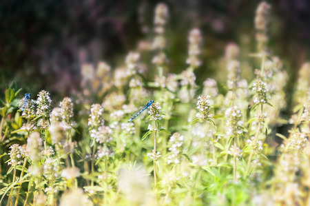 Small blue dragonfly on the green grass in the field. Macro image with small depth of field