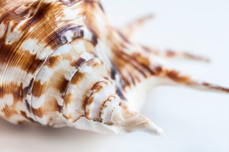 Macro image of sea shell. Small depth of field