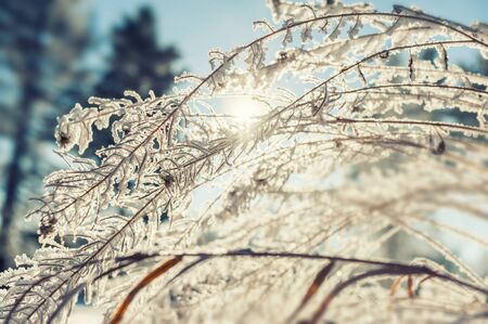 Hoarfrost on the plants in winter forest. Macro image with small depth of field. Vintage effect