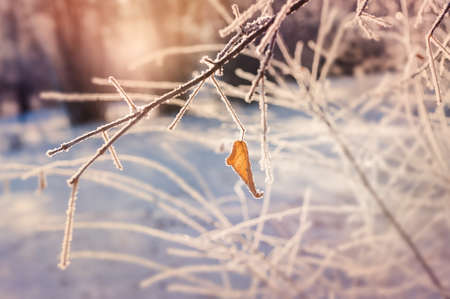 Hoarfrost on the tree in winter forest. Macro image with small depth of fieldの写真素材