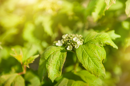 Green leaves. Beautiful spring nature. Spring background. Soft focusの写真素材