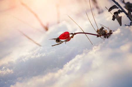 Red berry briar in the snow. Beautiful winter nature. Winter background with soft fokusの写真素材
