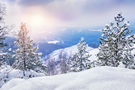 Snow covered trees in the mountains at sunset. Beautiful winter landscape. Winter forest. Creative toning effectの写真素材