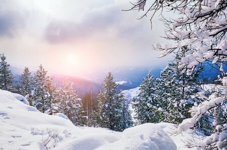 Snow covered trees in the mountains at sunset. Beautiful winter landscape. Winter forest. Creative toning effectの写真素材