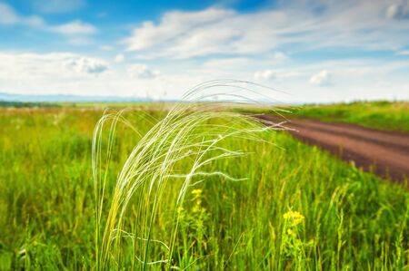 Beautiful summer landscape with grass in the field. Summer background. Small depth of sharpnessの写真素材