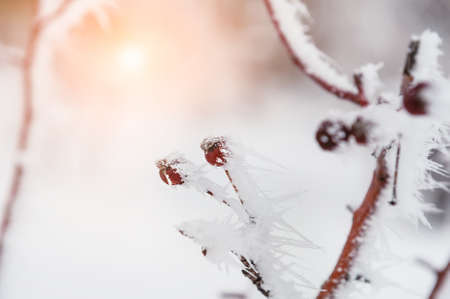 Hoarfrost on the wild berries. Beautiful winter nature. Macro image. Small depth of sharpnessの写真素材