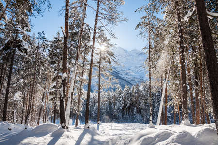 Winter forest and mountains at sunny day. Beautiful winter landscape. Elbrus region. Caucasus, Russian Federation.の写真素材