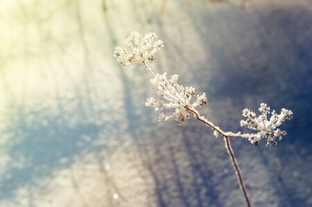 Snow on the plants in winter forest. Beautiful winter landscape. Small depth of sharpness. Vintage filterの写真素材