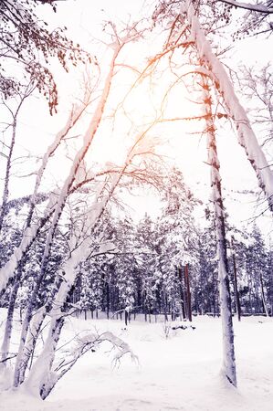 Forest and mountain river at sunset. Beautiful winter landscape.の写真素材