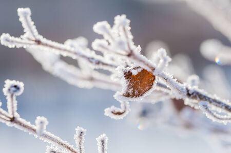 Hoarfrost on the tree in winter forest. Beautiful winter nature. Macro image. Small depth of sharpnessの写真素材