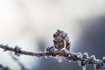 Hoarfrost on the fir cone. Macro image. Beautiful winter nature. Small depth of sharpnessの写真素材
