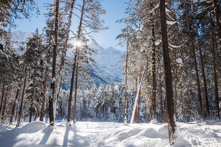 Winter forest and mountains at sunny day. Beautiful winter landscap. Elbrus region. Caucasus, Russian Federation.の写真素材