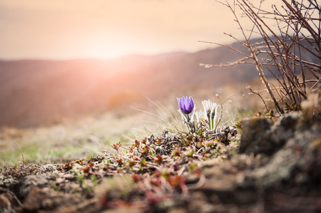 Beautiful violet crocuses in the grass on the mountain. First spring flowers. Macro image with small depth of fieldの写真素材