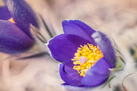 Beautiful violet crocuses in the grass on the mountain. First spring flowers. Macro image with small depth of fieldの写真素材