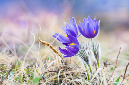 Beautiful violet crocuses in the grass on the mountain. First spring flowers. Macro image with small depth of fieldの写真素材