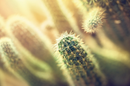 Macro image of cactus, with small depth of field. Creative vintage filter, retro effectの写真素材