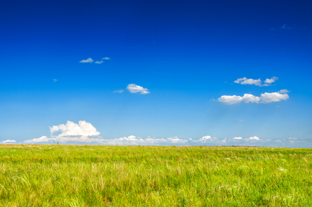 Green field and blue sky. Beautiful summer landscapeの写真素材