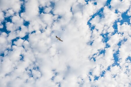 Seagull in the sky. Beautiful sky with white cloudsの写真素材