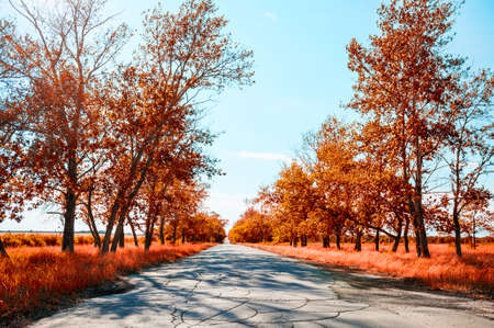Fantastic autumn landscape. Road and trees. Creative toning effectの写真素材