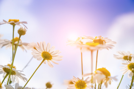 Daisies in the field. Small depth of field. Beautiful flower background.の写真素材
