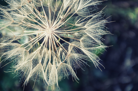 Macro image of big beautiful dandelion. Small depth of field. Vintage effectの写真素材