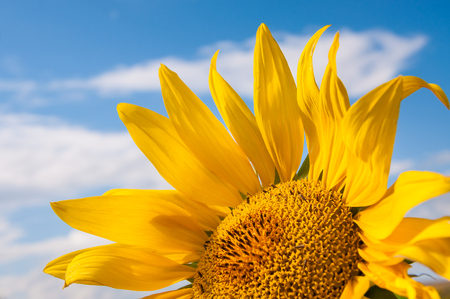 Beautiful yellow sunflower against the blue sky. Small depth of field.の写真素材