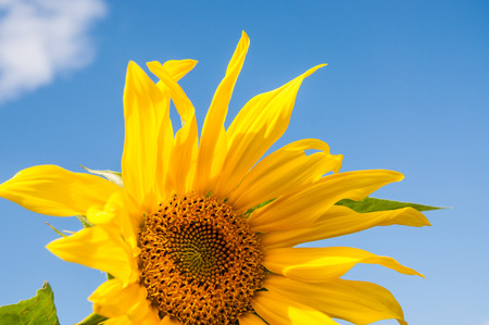 Beautiful yellow sunflower against the blue sky. Summer backgroundの写真素材