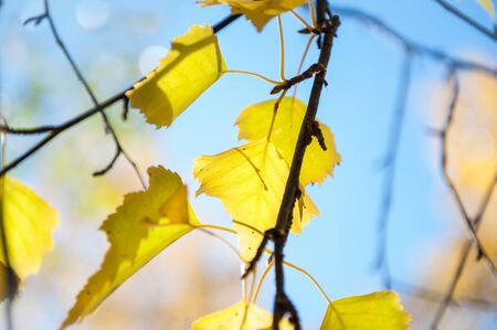 Yellow autumn leaves. Beautiful nature background. Small depth of fieldの写真素材