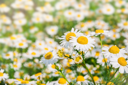 Daisies in a field. Flower background. Small depth of fieldの写真素材