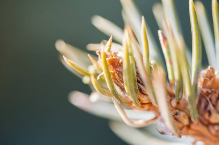 Macro image of pine branch. Small depth of field. Spring background.の写真素材